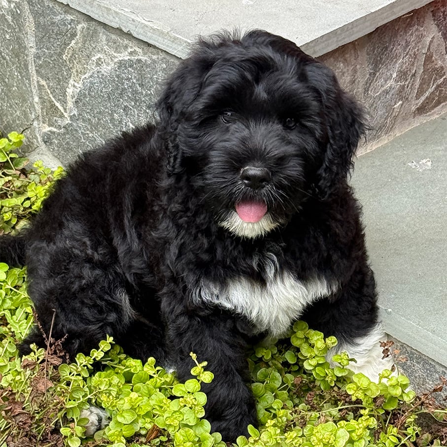 New-Puppy-Blue