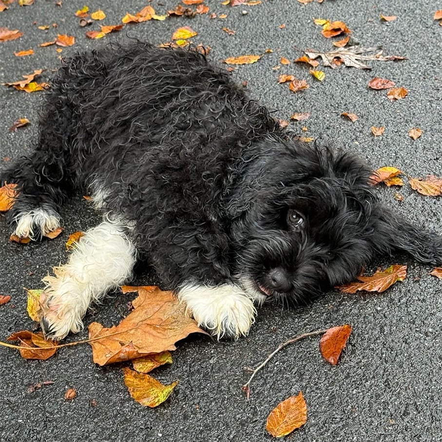 New-Puppy-Blue3-leaves