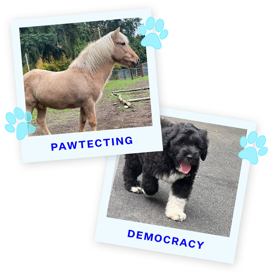 Pawtecting-251107-Finn-Blue (1)